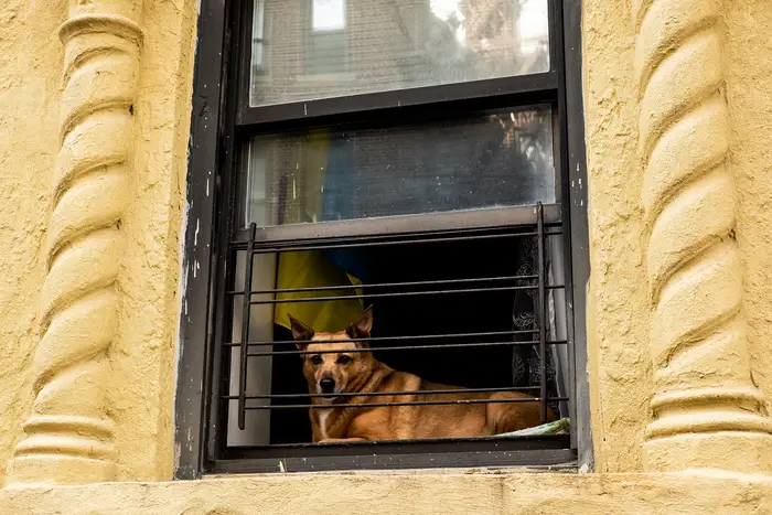 a dog in an apartment window